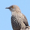 vogelnaam