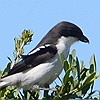 vogelnaam