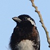 vogelnaam